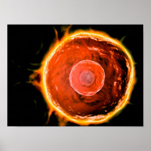 Microscopic View Of Human B-Cells 3 Poster