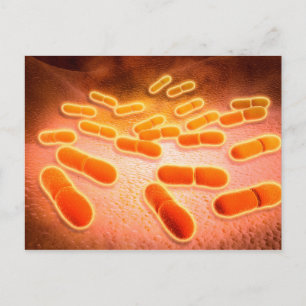 Microscopic View Of Listeria Monocytogenes 1 Postcard