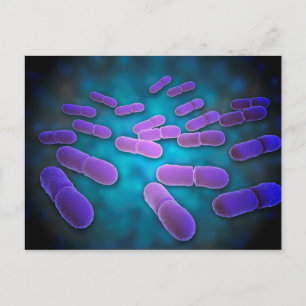Microscopic View Of Listeria Monocytogenes 5 Postcard
