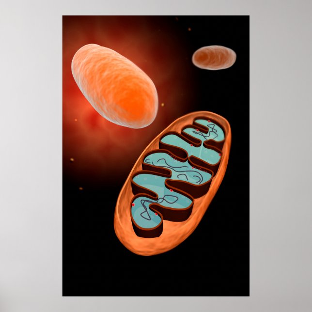 Microscopic View Of Mitochondria 1 Poster (Front)