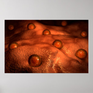 Microscopic View Of Ovules Poster