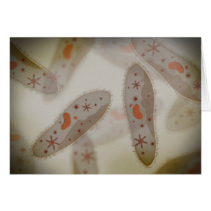 Microscopic View Of Paramecium 1