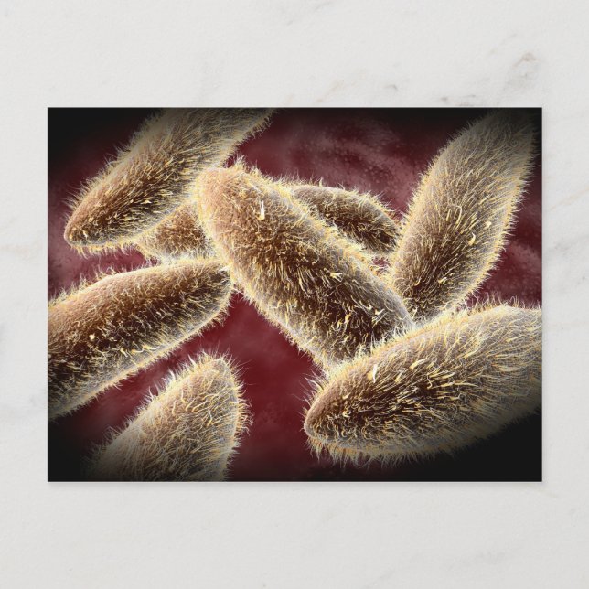 Microscopic View Of Paramecium 2 Postcard (Front)