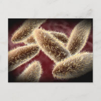Microscopic View Of Paramecium 2