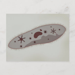 Microscopic View Of Paramecium 3 Postcard