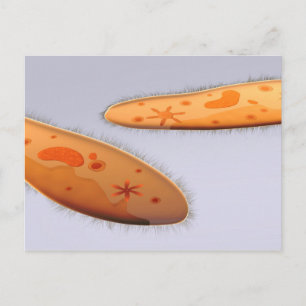 Microscopic View Of Paramecium 4 Postcard