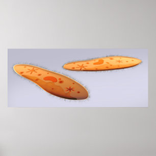 Microscopic View Of Paramecium 4 Poster