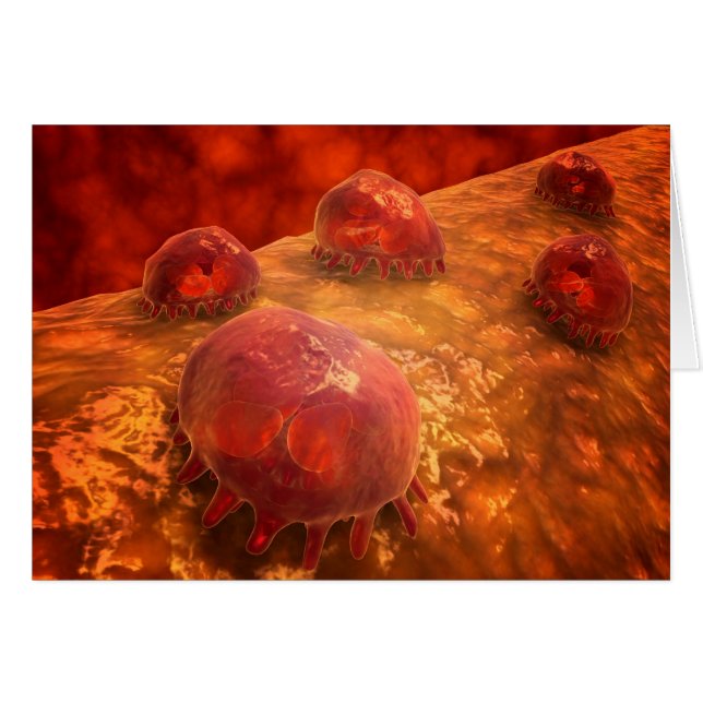 Microscopic View Of Phagocytic Macrophages 1 (Front Horizontal)