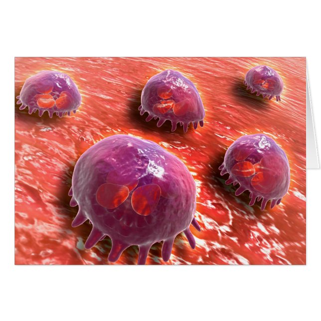 Microscopic View Of Phagocytic Macrophages 3 (Front Horizontal)