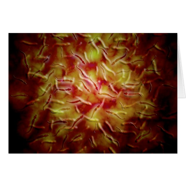 Microscopic View Of Sperm (Front Horizontal)