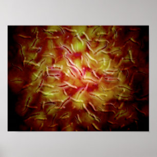 Microscopic View Of Sperm Poster