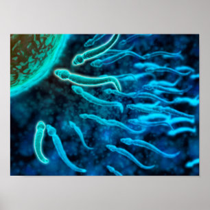 Microscopic View Of Sperm Swimming Towards Egg 1 Poster