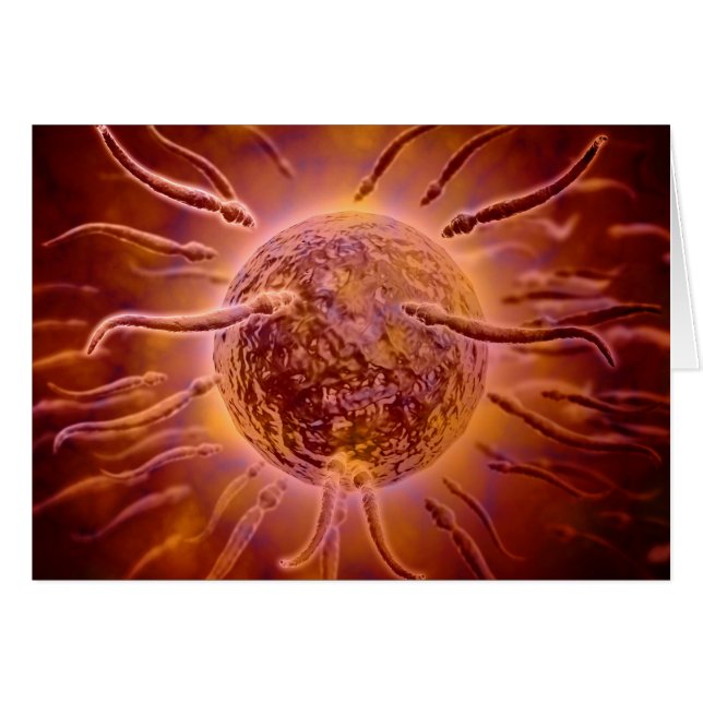 Microscopic View Of Sperm Swimming Towards Egg 2 (Front Horizontal)