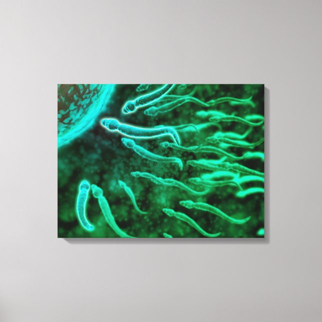 Microscopic View Of Sperm Swimming Towards Egg 3 Canvas Print (Front)