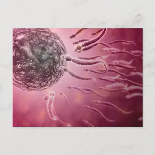 Microscopic View Of Sperm Swimming Towards Egg 4 Postcard (Front)