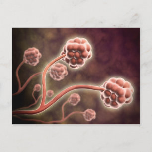 Microscopic View Of Stachybotrys Chartarum Postcard