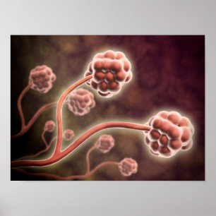 Microscopic View Of Stachybotrys Chartarum Poster