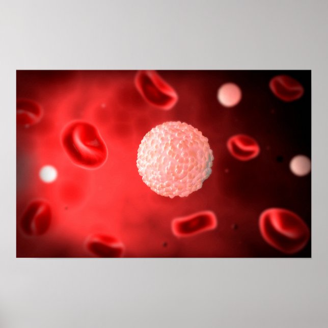 Microscopic View Of White Blood Cells Poster (Front)