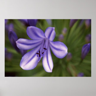 Microscopic View Poster