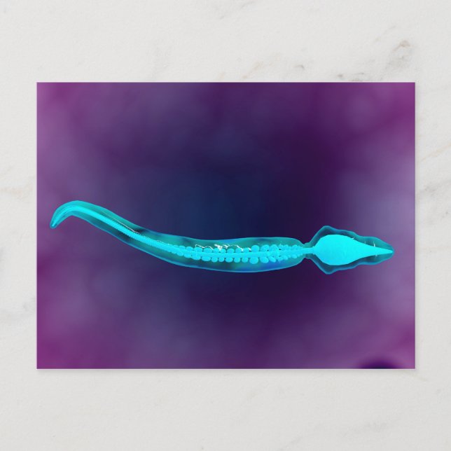 Microscopic View Showing Bone Structure Of Sperm Postcard (Front)