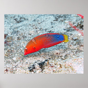 Mid Transition Poster