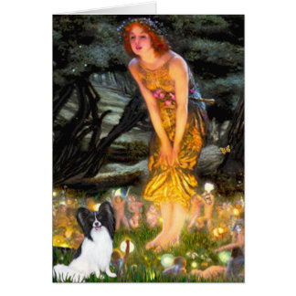 MidEve - Papillon 1