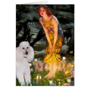 MidEve - White Standard Poodle