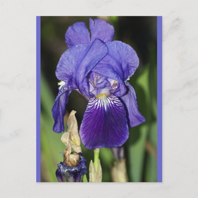 Midinight Iris Floral Postcard (Front)