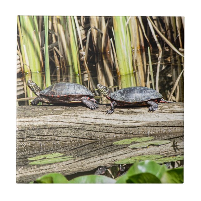 Midland Painted Turtles Ceramic Photo Tile (Front)