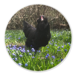 Midnight blue flowers tail left knob chicken hen