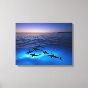 Midnight Dolphins Canvas Print