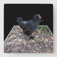 "Midnight Feathers: A Black Chicken in Popout Art"