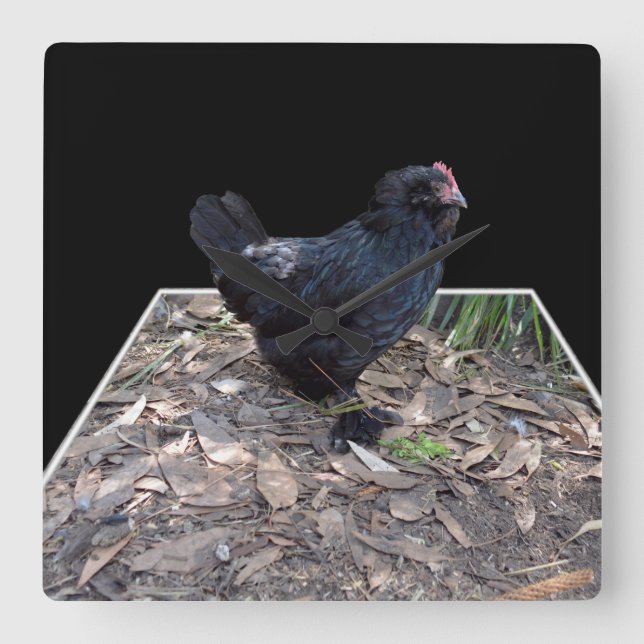 "Midnight Feathers: A Black Chicken in Popout Art" Square Wall Clock (Front)