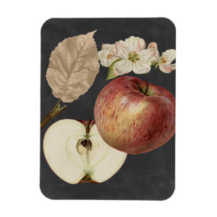 Midnight Harvest II Magnet