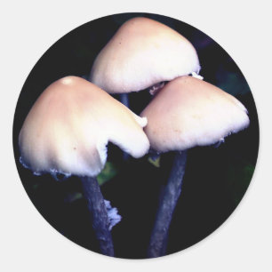 Midnight Mushrooms Nature Classic Round Sticker