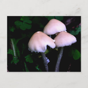 Midnight Mushrooms Nature Photography Postcard