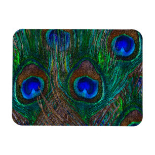 Midnight Peacock Feathers Etching Style Decor Magnet