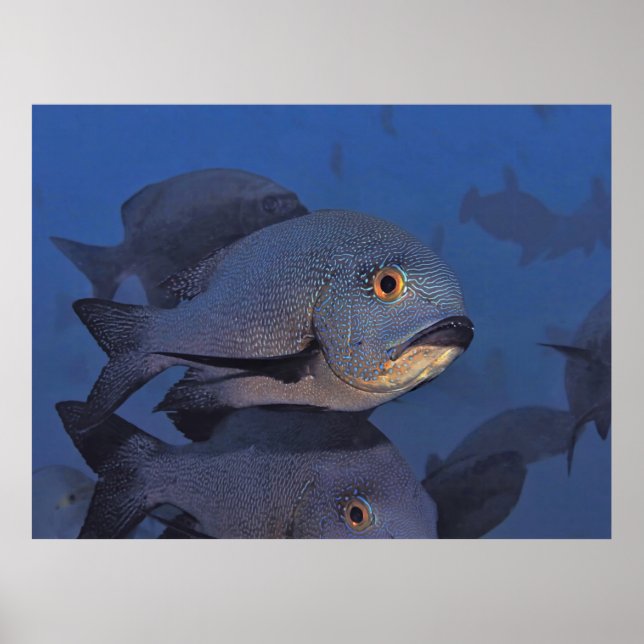 Midnight Snapper Poster (Front)