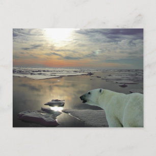 Midnight sun & polar bear, Arctic Ocean Postcard