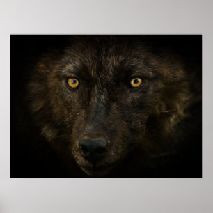 Midnights Gaze - Black Wolf Wild Animal Wildlife Poster