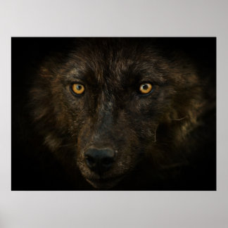Midnights Gaze - Black Wolf Wild Animal Wildlife Poster