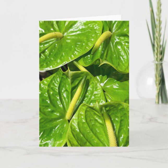 Midori Anthuriums Card (Front)