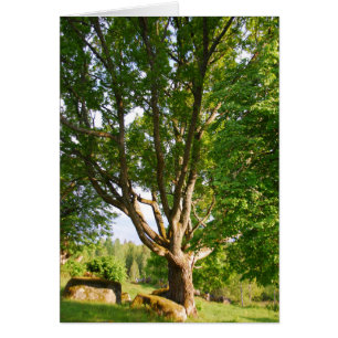 Midsummer Light Småland