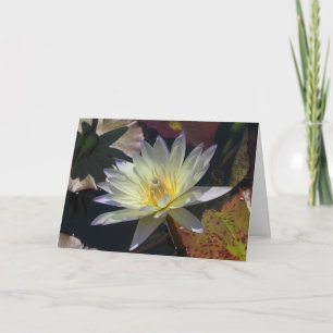 Midsummer Water Lily Card