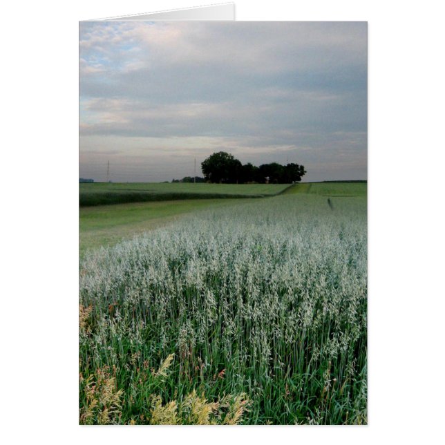 Midwest Farmland Wheat Field (Front)