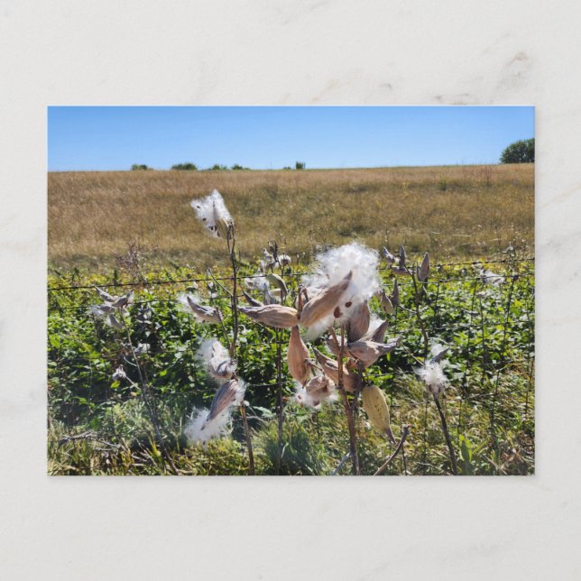 Midwest Milkweed Postcard (Front)