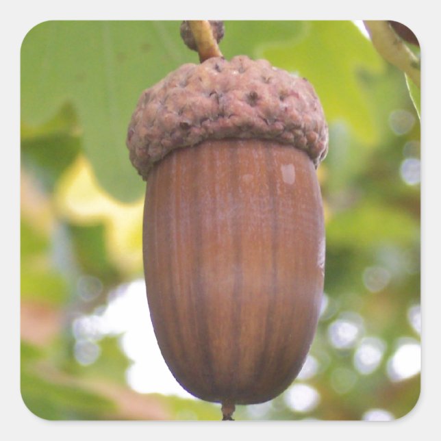 Mighty Acorn in an Oak Tree Stickers (Front)