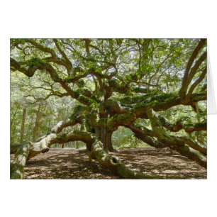 Mighty Angel Oak
