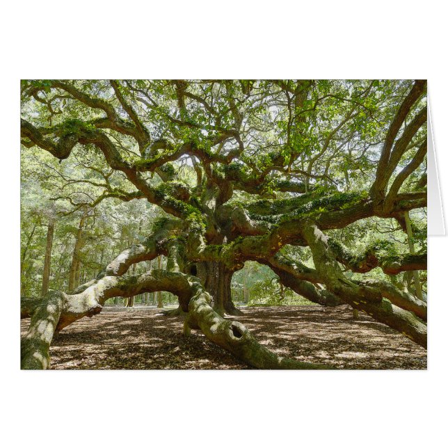 Mighty Angel Oak (Front Horizontal)