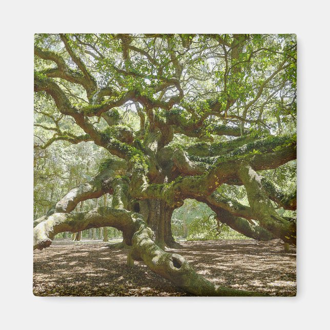 Mighty Angel Oak Magnet (Front)
